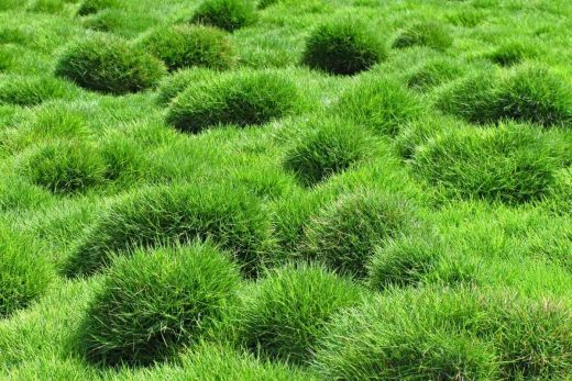 Bermuda Grass Vs Zoysia Key Differences