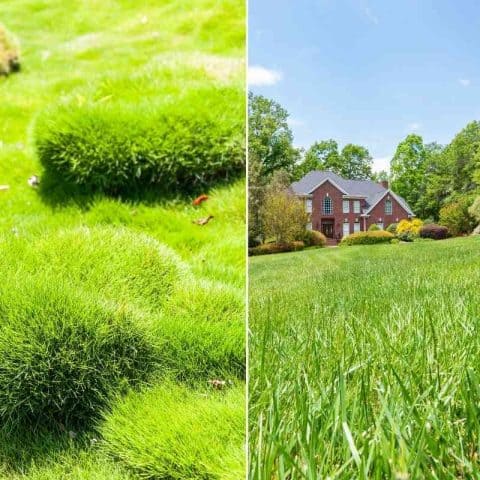 Bermuda Grass Vs Zoysia Key Differences