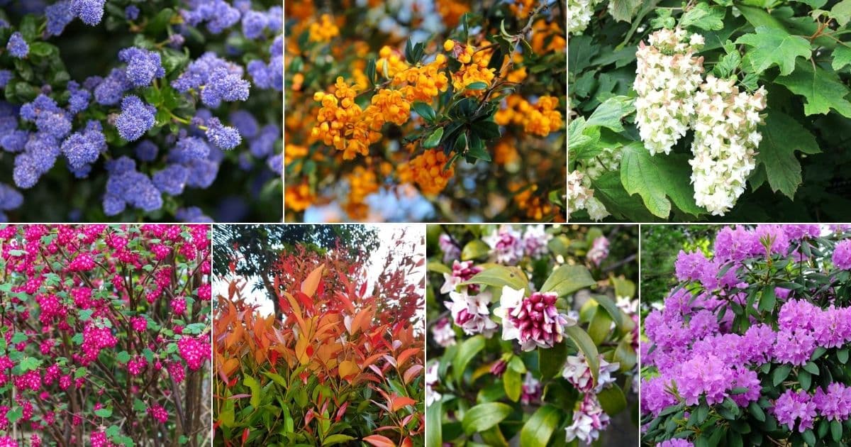 Perennial Shrubs That Are Easy To Grow