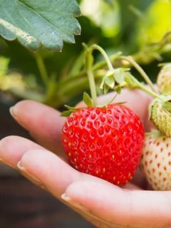 Can You Plant Strawberries in the fall
