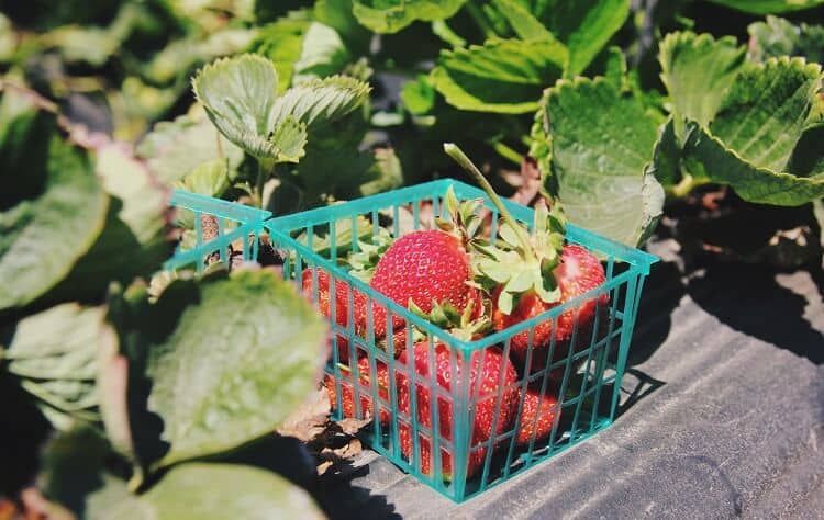 How to Grow Strawberries in Alabama