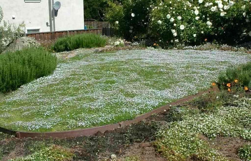 Isotoma fluviatilis