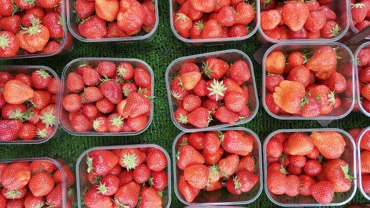 Strawberry Production in Alabama