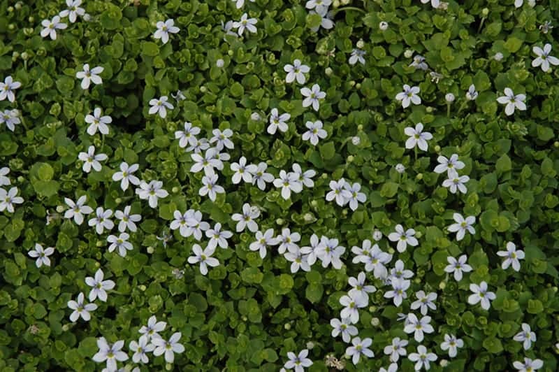 blue star creeper plant