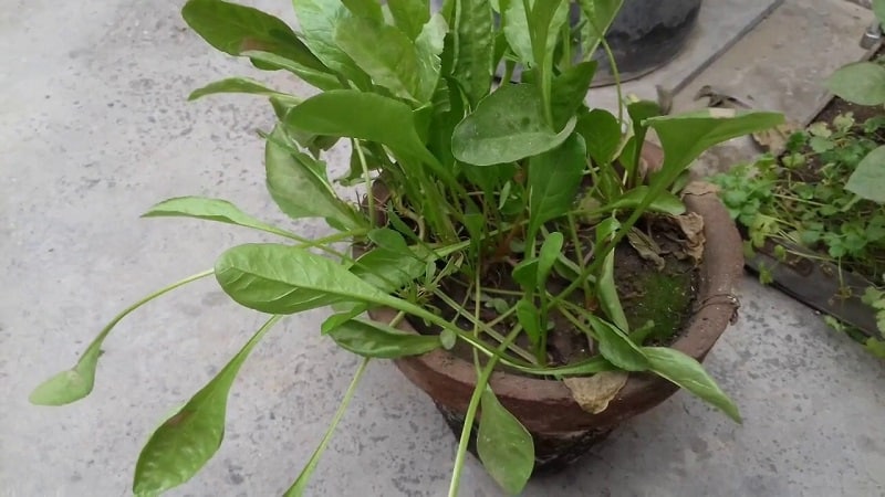 how to grow spinach in container