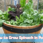 how to grow spinach in pots