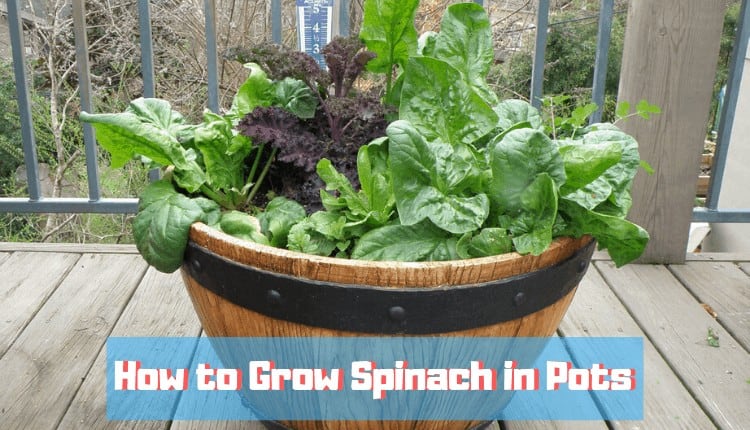 how to grow spinach in pots