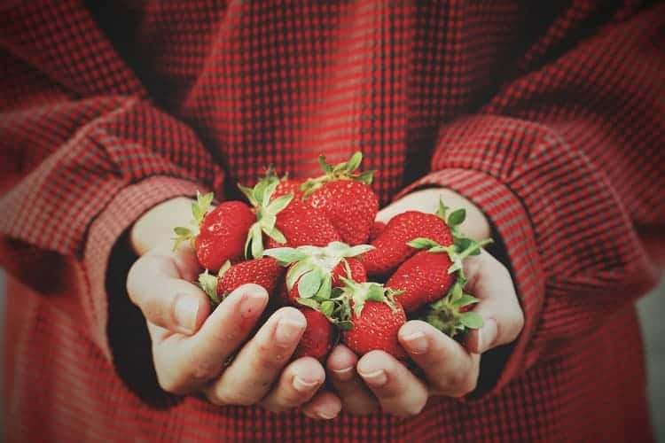 Growing Strawberries In Michigan Simple Steps