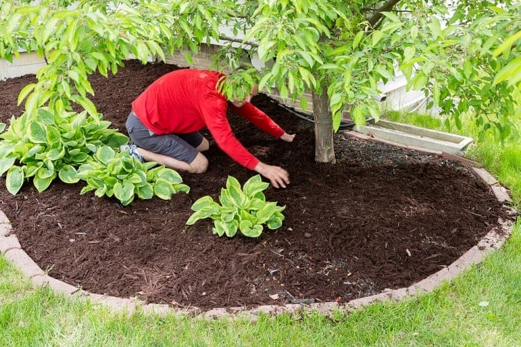Best Mulch For Garden List of 2023)