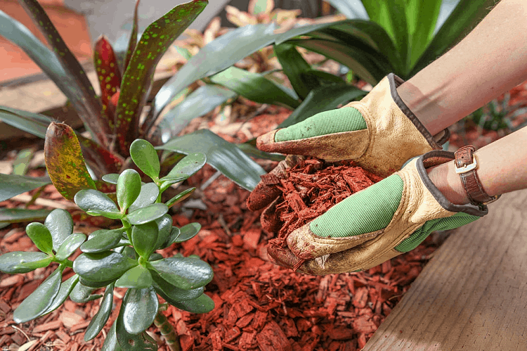 best mulch for trees and shrubs