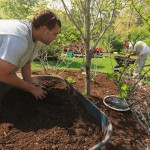how To mulch around trees and shrubs