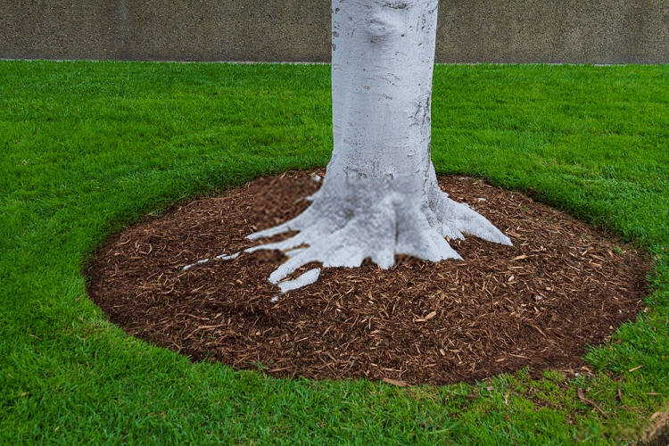 how to edge and mulch around trees