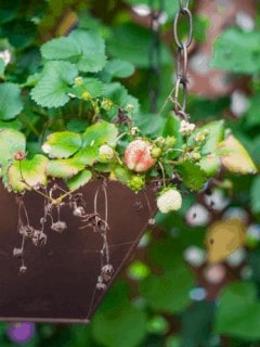how to grow strawberries in a container