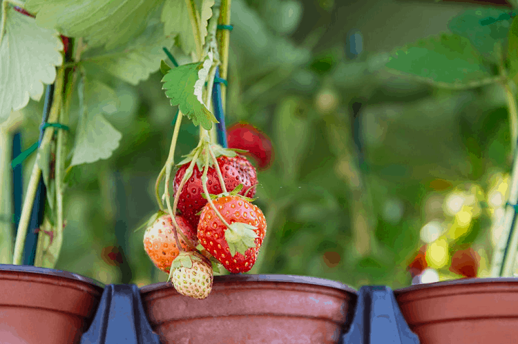 how to grow strawberries in pots