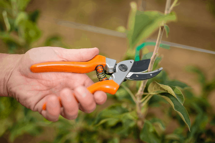 pruner for arthritic hands