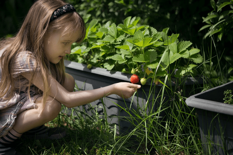 strawberry harvests