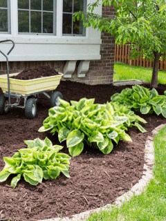 what Is mulching and its advantages