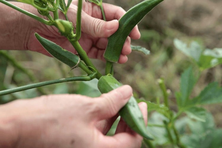 How To Grow Okra In Alabama