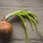 How To Plant Onions In Alabama