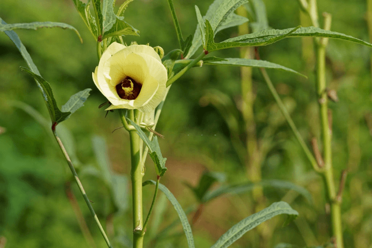 When to Plant Okra in Alabama