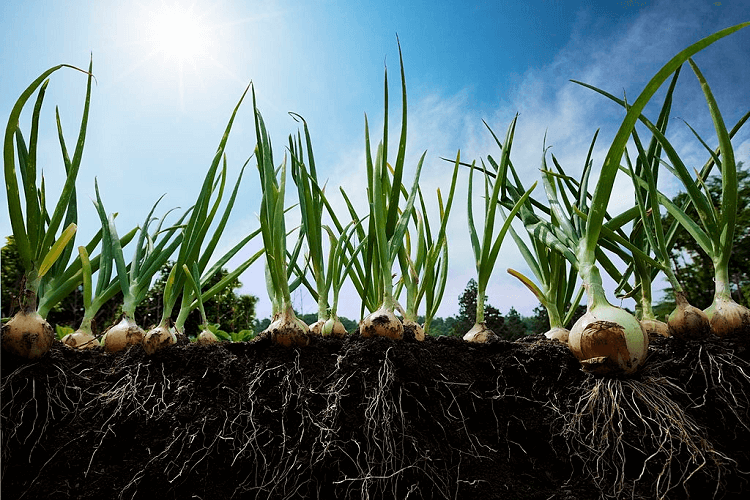 growing onion in alabama