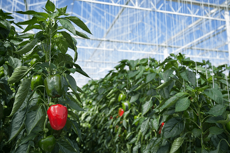 growing pepper in alabama