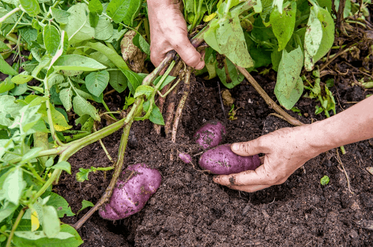 growing potatoes in alabama