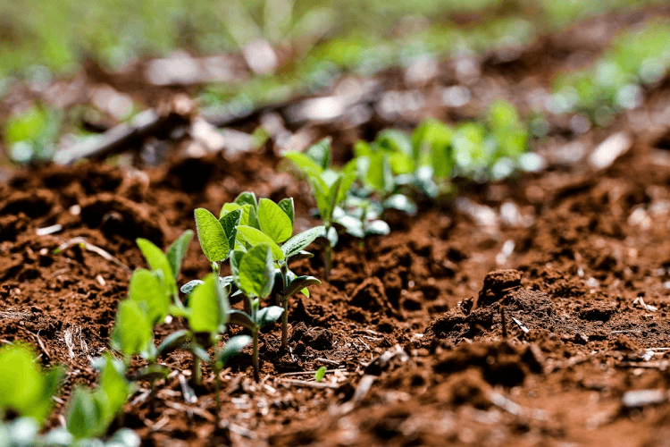 growing soybeans in alabama