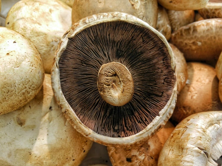 how to grow portobello mushrooms