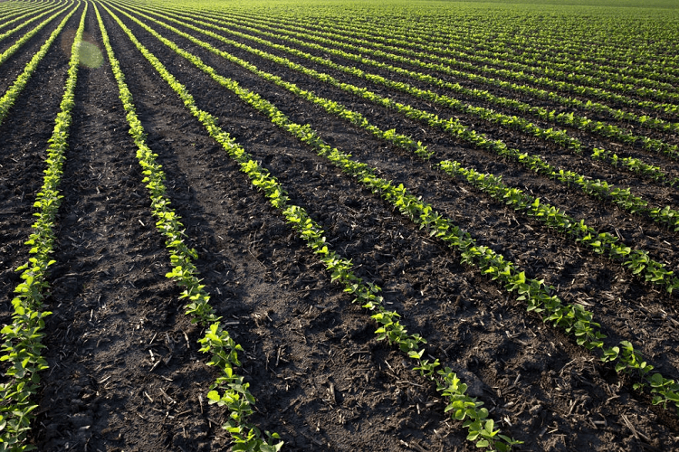 planting beans in alabama