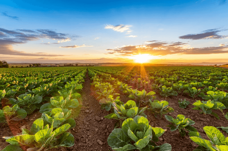 planting cabbage in alabama