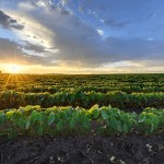 what crops grow best in alabama