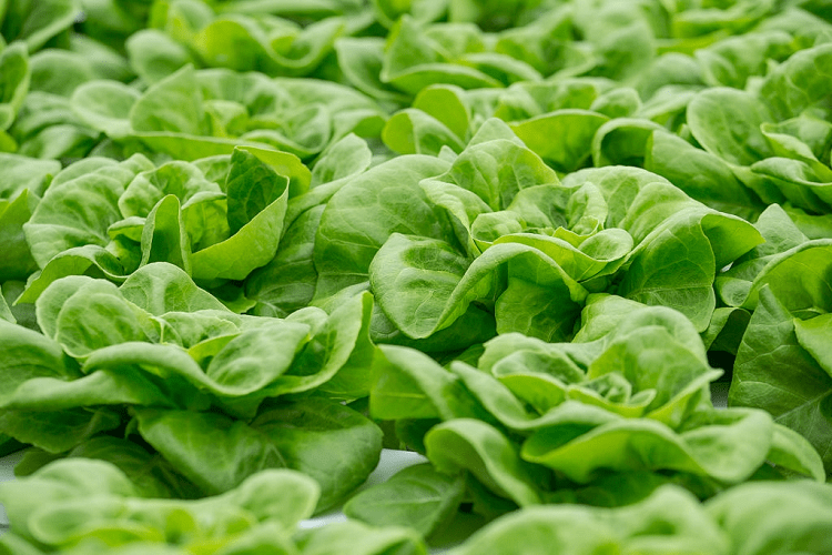 When to Plant Lettuce in Texas