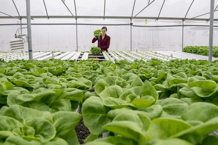growing lettuce in texas