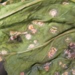 How Do You Treat White Rust On Plants