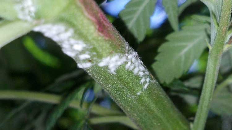 How To Get Rid Of Powdery Mildew