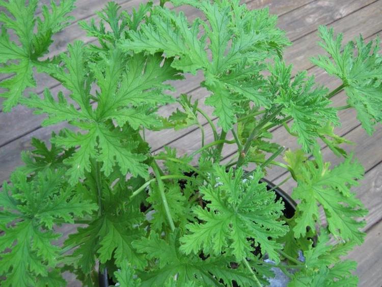 How To Grow Citronella Plant From Cutting