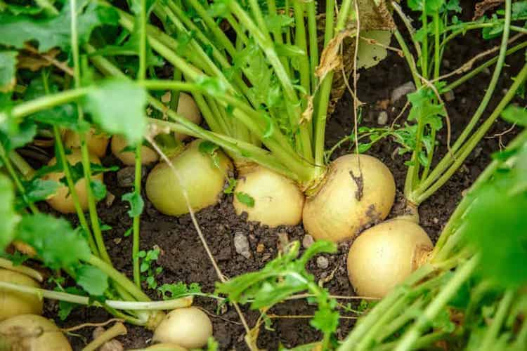 Turnips plant in india