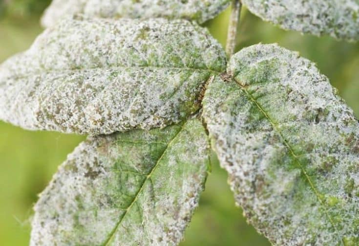 What Causes White Powdery Mildew?