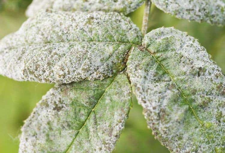 What Causes White Powdery Mildew