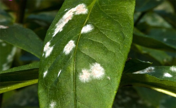 What Is White Powdery Mildew