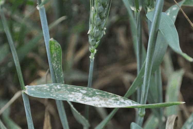 apple cider vinegar and powdery mildew