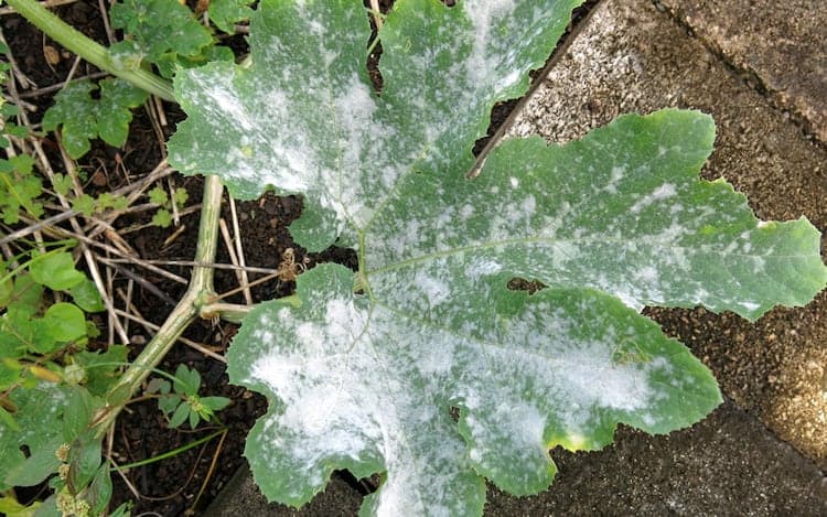 does-baking-soda-kill-powdery-mildew