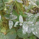 how to prevent powdery mildew on plants
