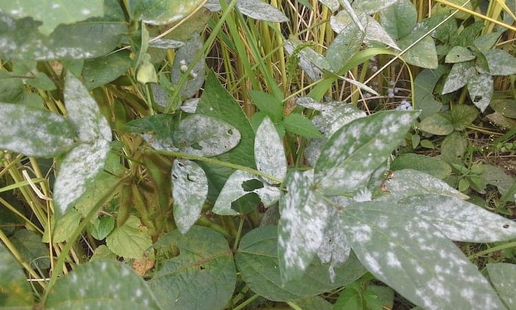how to prevent powdery mildew on plants