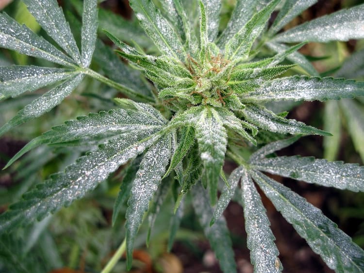 how to remove powdery mildew from plants