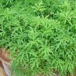 what is citronella plant