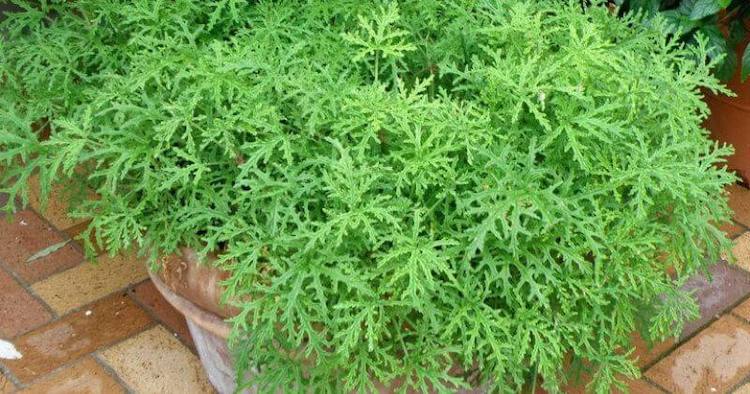 what is citronella plant