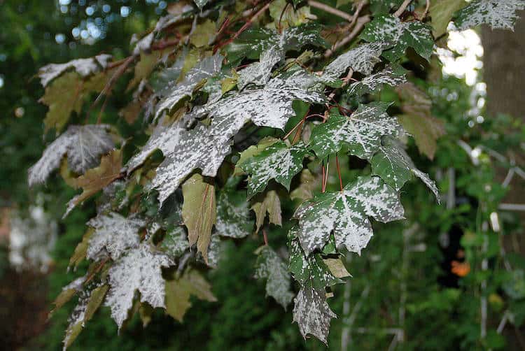 what is powdery mildew