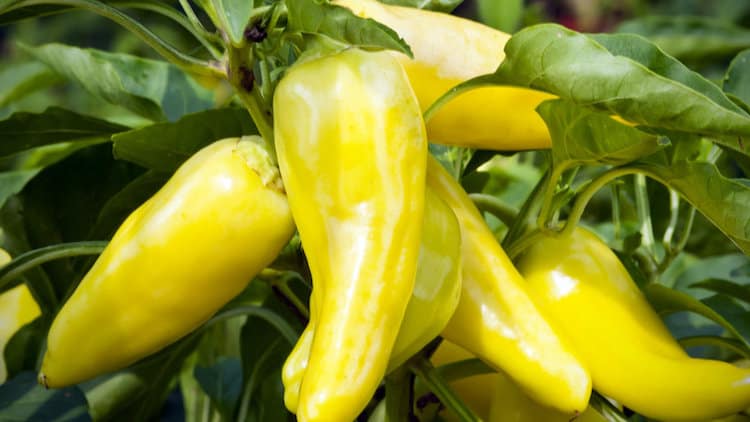 when to harvest banana peppers
